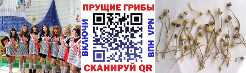 блэк спрут зеркало  Камышин  Галлюциногенные грибы мицелий 